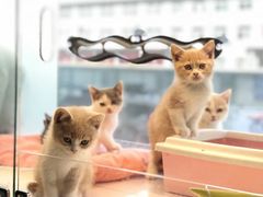 -京城涮爆舫(角门西店)