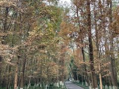 -桤木河湿地公园