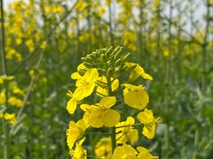 -中国天府农业博览园