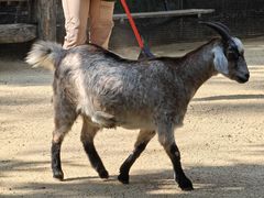 -费瑟代尔野生动物园