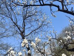 -香山公园