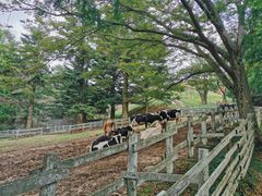 -神户市立六甲山牧场