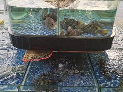 -大门水乡·顺德菜