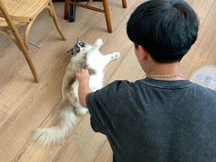 -有猫主题·治愈系猫咖(曾厝垵店)