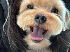 -帕帕拉兹宠物(亚洲旗舰店)