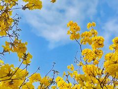 -天适樱花悠乐园