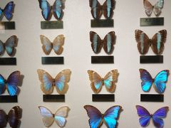 -上海昆虫博物馆