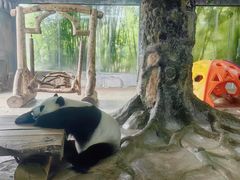-海南热带野生动植物园