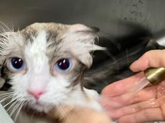 -乐琪宠物医院·犬猫专科·骨外科·急重症