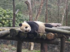 -都江堰中华大熊猫苑