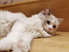 -滚猫咖啡·猫咖·猫友好撸猫(未来城店)
