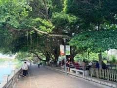 -光明港公园