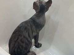 -momokira米努特·德文卷毛猫·棉花面纱犬