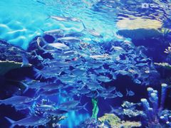 -华夏文旅海洋公园