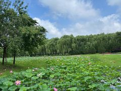 -东郊湿地公园