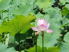 -麦盛莉大酒店·宴会厅(崇明南门如庭酒店)