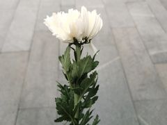 -侵华日军南京大屠杀遇难同胞纪念馆-停车场