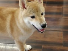 -豆柴町-柴犬主题狗咖(红鼎国际C座店)