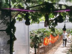 -马陆小张葡萄园农家乐