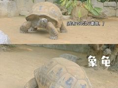 -广州长隆飞鸟乐园