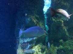 -悉尼海洋生物水族馆