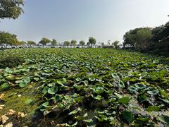 -无锡蠡湖国家湿地公园-蠡园
