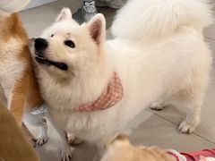 -共舞时光猫咖·狗咖(新街口店)
