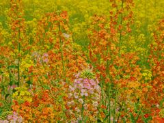 -中国天府农业博览园