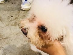 -more than meow吴止猫主题餐厅(承德 中船汇店)