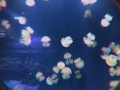 -迪拜水族馆及水下动物园