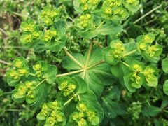 -汉长安城未央宫国家考古遗址公园