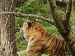 -哈尔滨北方森林动物园