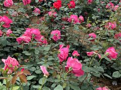 -武汉紫薇都市田园