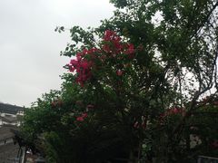 -磁器口古镇
