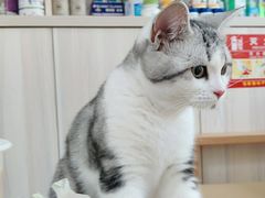 -瑞派康怡24h宠物医院·犬猫医疗中心·微创绝育(瑞景分院)