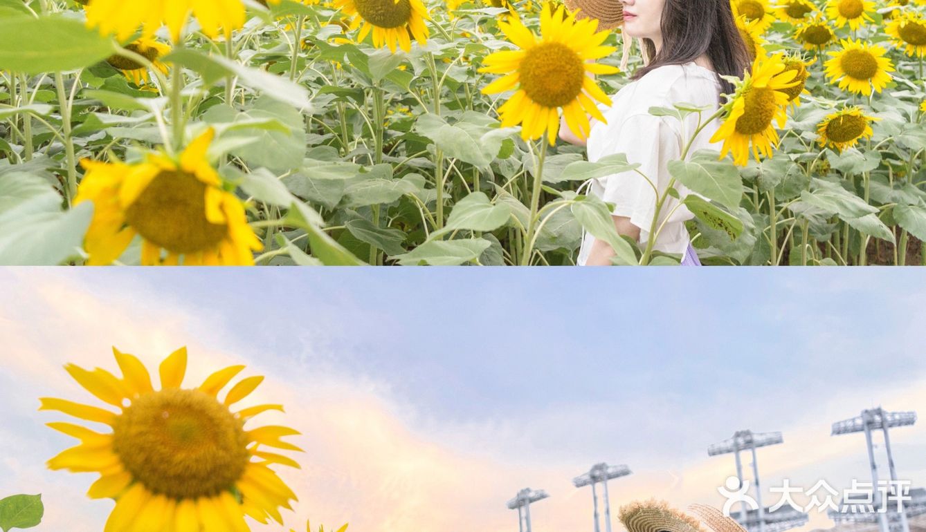 🌻金黄色向日葵花海 广州塔下的浪漫