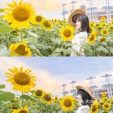 🌻金黄色向日葵花海 广州塔下的浪漫