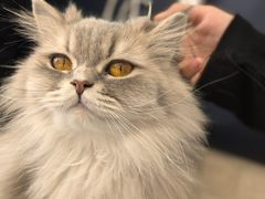 -平行世界·猫咖(首经贸店)