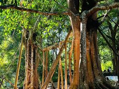 -中国科学院西双版纳热带植物园