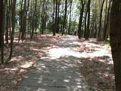 -西湖风景区十里琅珰-五云山