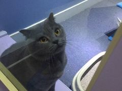 -喵的天空名猫咖啡馆·撸猫·猫舍·用品