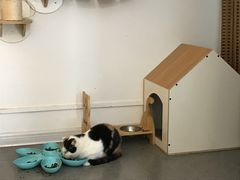 -豆老板的猫咖啡(碑林博物馆店)