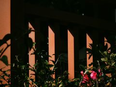 -东莞植物园