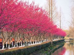 -合肥滨湖国家森林公园