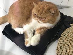 -猫房·猫吧·猫咖(龙湖时代汇店)