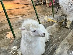-上海大自然野生昆虫馆(东方明珠·爬宠昆虫探索中心)