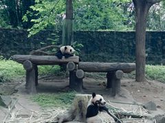 -都江堰中华大熊猫苑