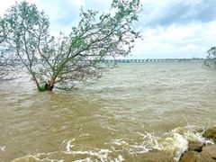 -宝安西湾红树林湿地公园