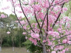 -顾村公园