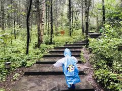 -汤旺河林海奇石景区